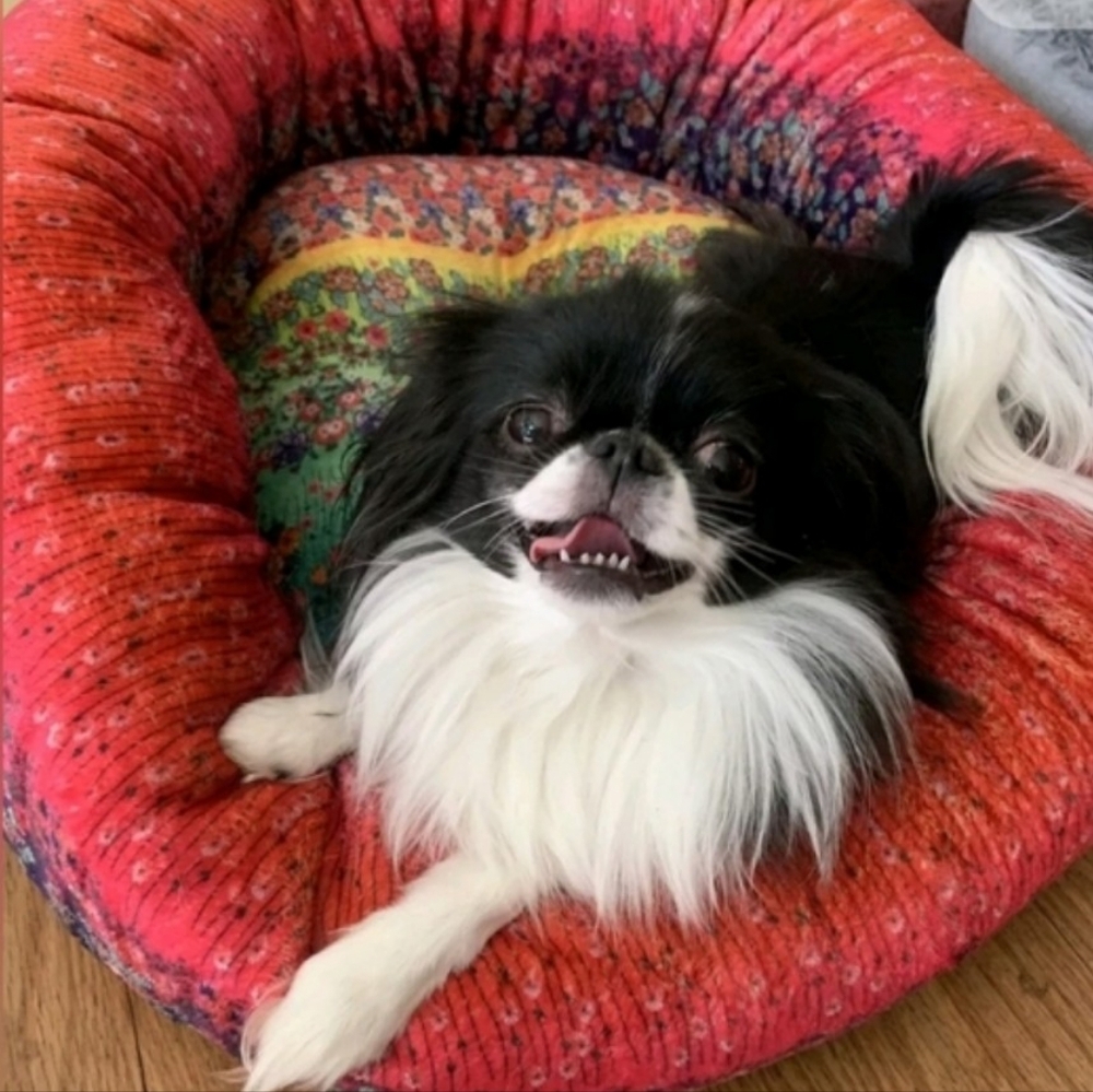 Only 1 Left- Johnny Was Bethia Reversible Dog Bed, Red, Yellow, Pink, NWT, Small - Picture 15 of 16